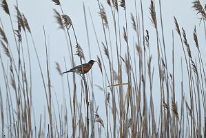 2025-05128107 Parker River NWR, MA